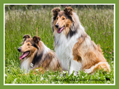Service Tiere 2