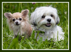Service Tiere 4
